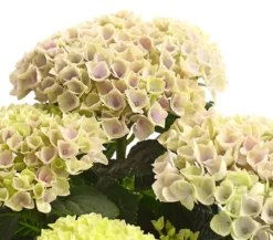 Hortensie 'Magical', verschiedene Farben