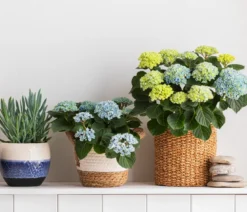Hortensie 'Magical', verschiedene Farben