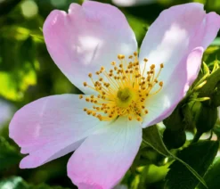Hunds-Rose