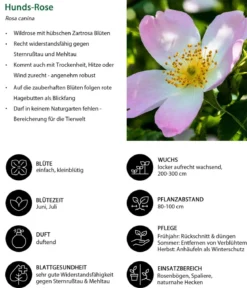 Hunds-Rose