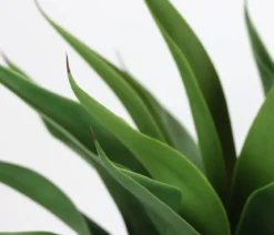 I.GE.A. Kunstpflanze Agave im Topf, ca. H70 cm