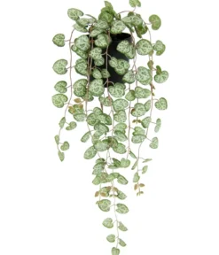 I.GE.A. Kunstpflanze Leuchterblume im Kunststoff-Topf, ca. H23 cm