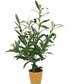 I.GE.A. Kunstpflanze Olive mit schwarzen Oliven, im Topf, ca. H57 cm