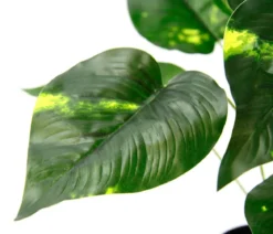 I.GE.A. Kunstpflanze Pothos im Wasserhyazinthentopf, ca. H40 cm