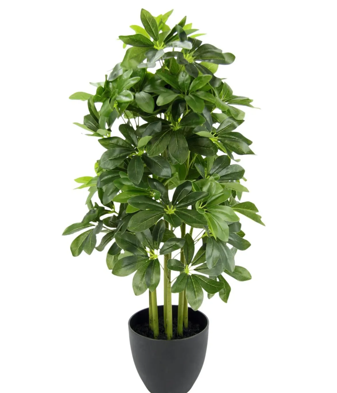 I.GE.A. Kunstpflanze Schefflera im Topf, ca. H83 cm