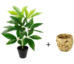 I.GE.A Kunstpflanze Schefflera im Wasserhyazinthentopf, ca. H48 cm