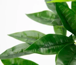 I.GE.A Kunstpflanze Schefflera im Wasserhyazinthentopf, ca. H48 cm