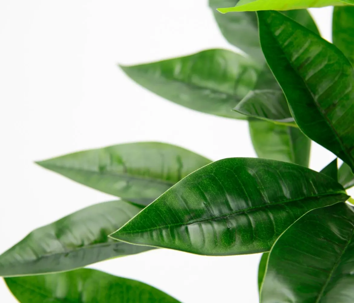 I.GE.A Kunstpflanze Schefflera im Wasserhyazinthentopf, ca. H48 cm