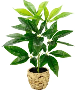 I.GE.A Kunstpflanze Schefflera im Wasserhyazinthentopf, ca. H48 cm