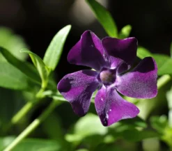 Immergrün 'Atropurpurea'