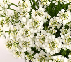 Immergrüne Schleifenblume