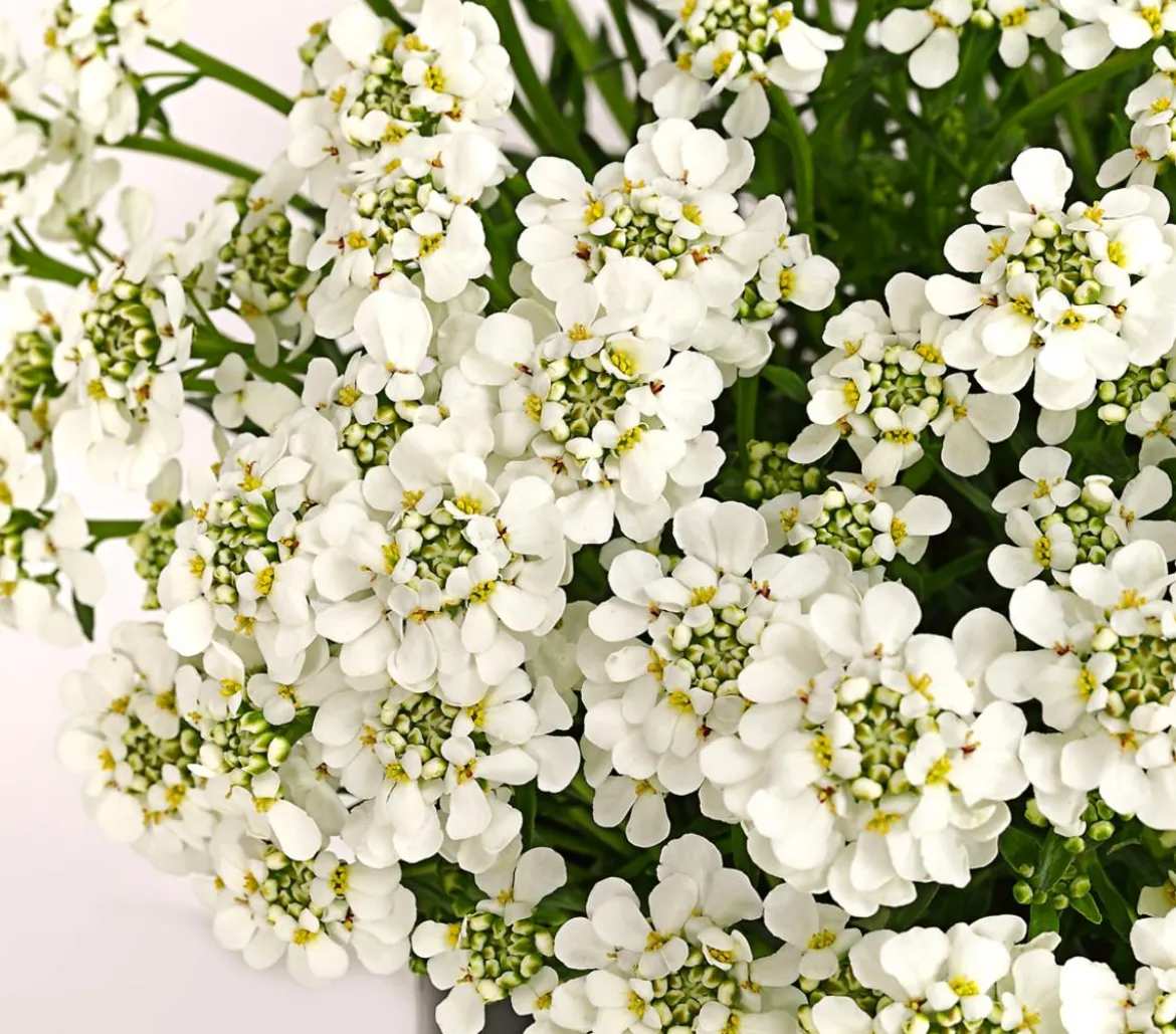 Immergrüne Schleifenblume