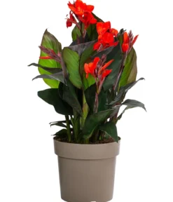 Indisches Blumenrohr, verschiedene Sorten