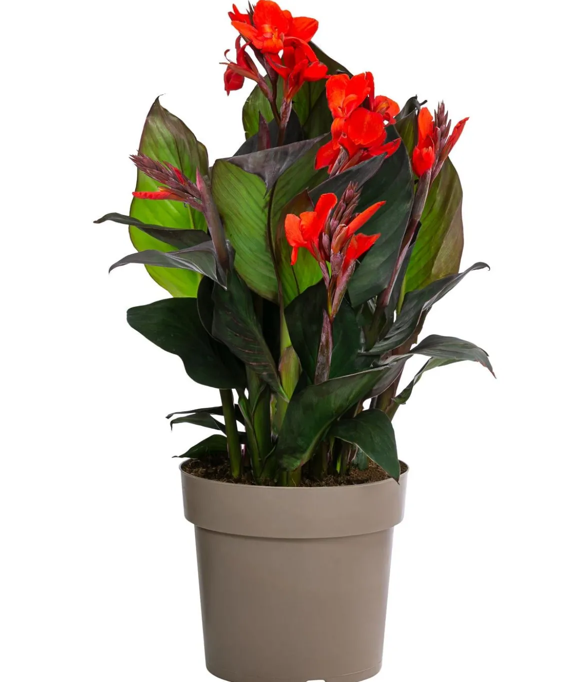 Indisches Blumenrohr, verschiedene Sorten