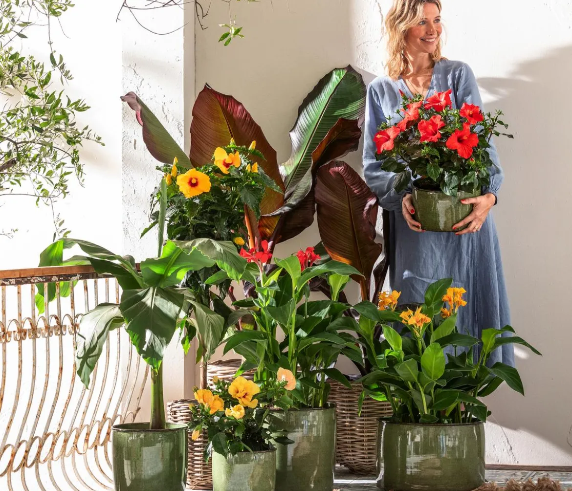 Indisches Blumenrohr, verschiedene Sorten