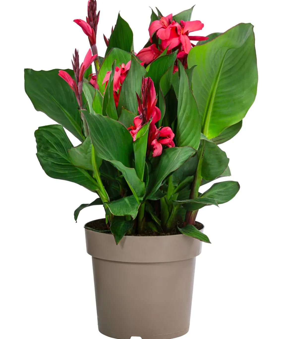 Indisches Blumenrohr, verschiedene Sorten