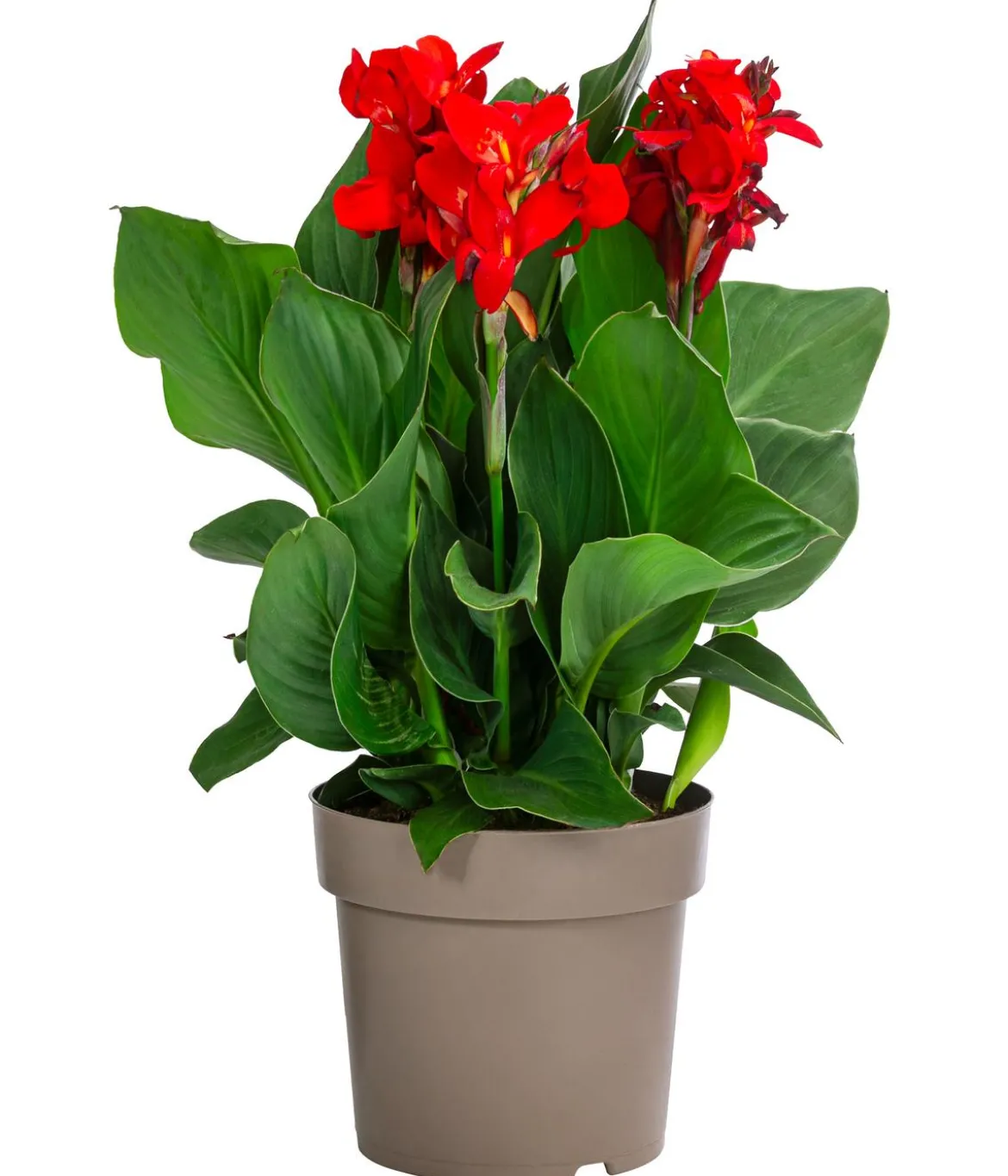 Indisches Blumenrohr, verschiedene Sorten