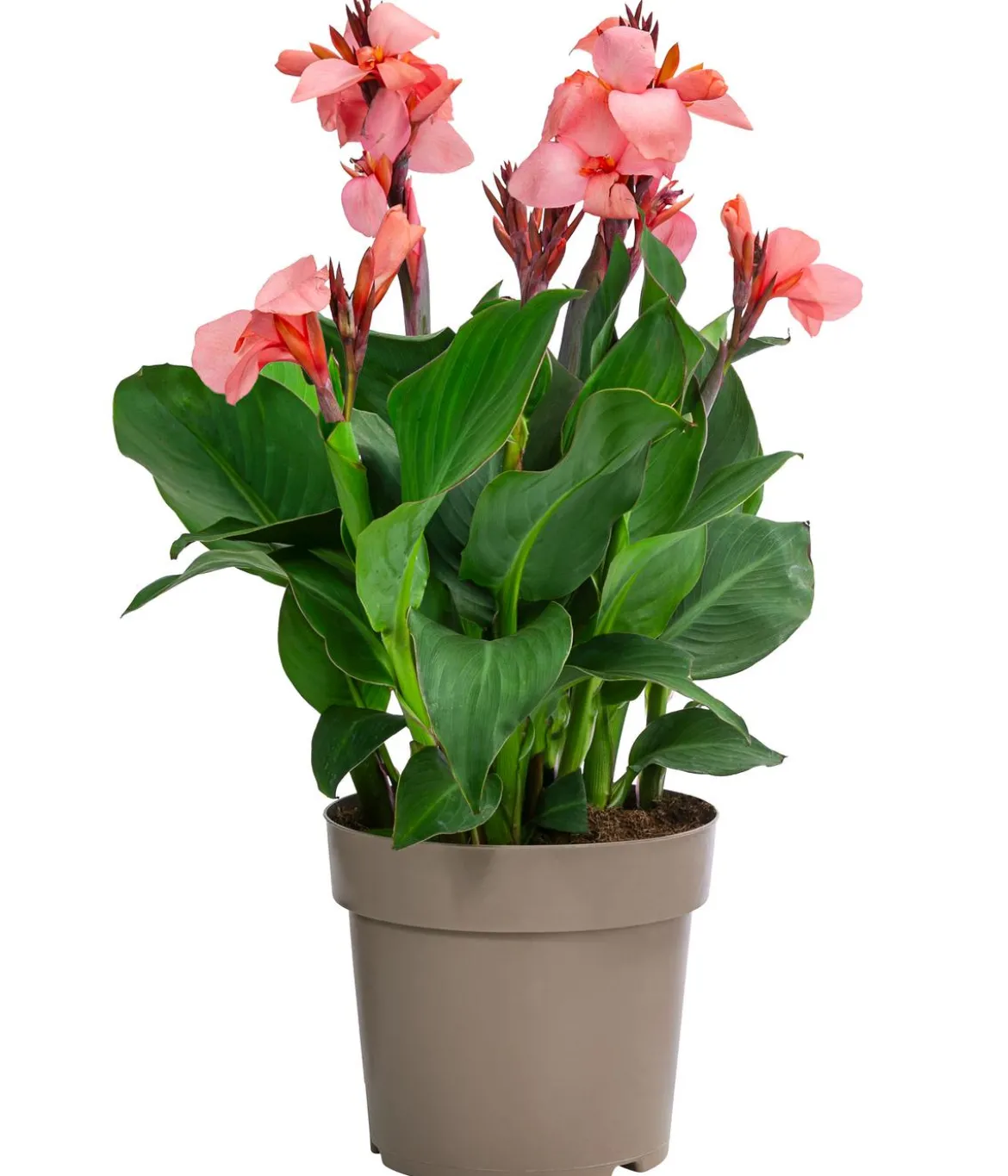 Indisches Blumenrohr, verschiedene Sorten