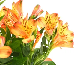 Inkalilie, verschiedene Farben