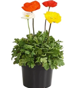 Island-Mohn