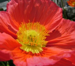 Island-Mohn