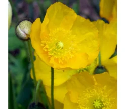 Island-Mohn