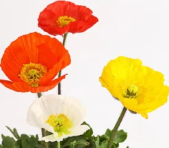 Island-Mohn