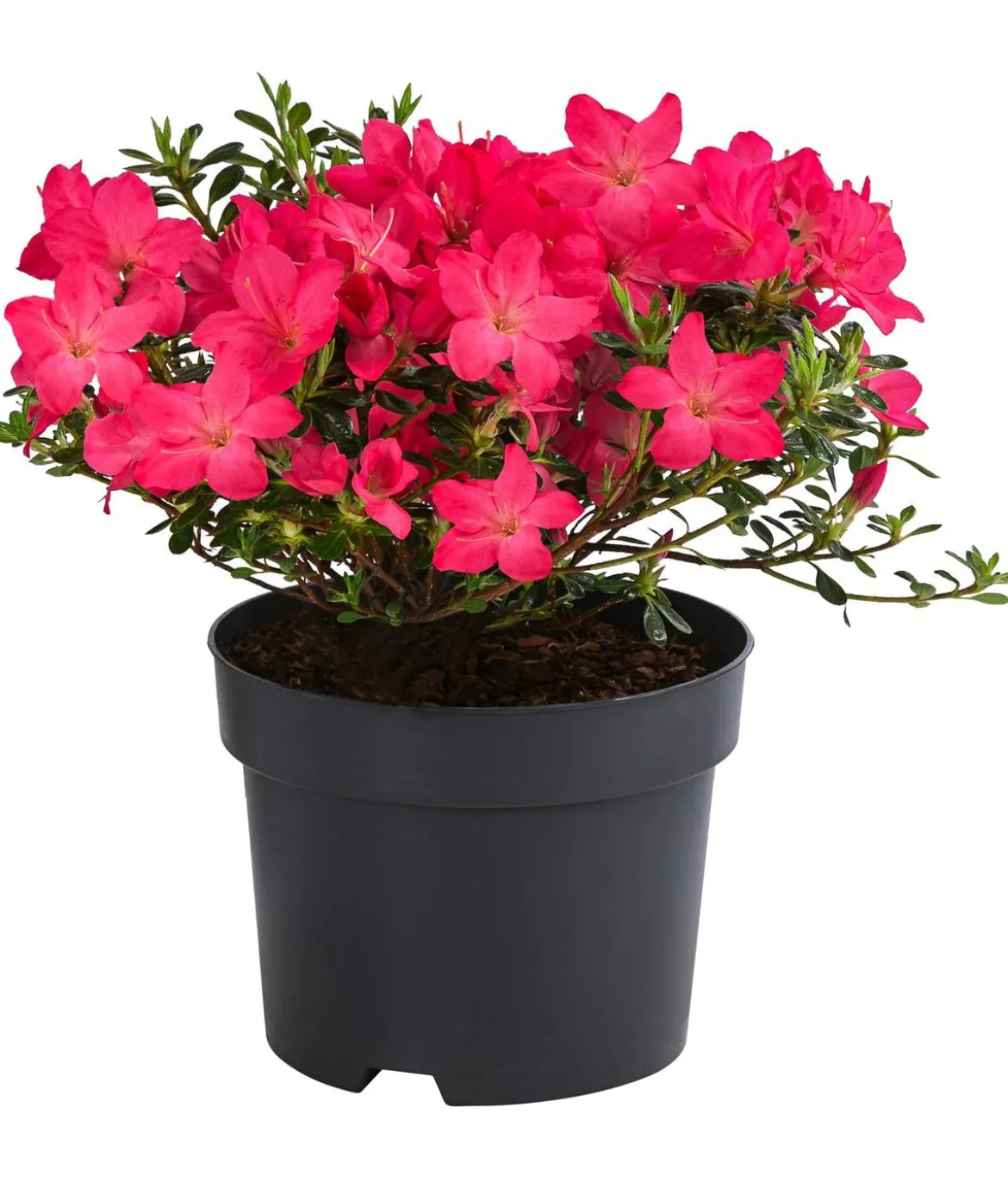 Japanische Azalee 'Anouk'