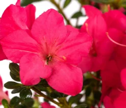 Japanische Azalee 'Anouk'