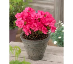 Japanische Azalee 'Anouk'