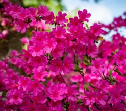 Japanische Azalee 'Anouk'