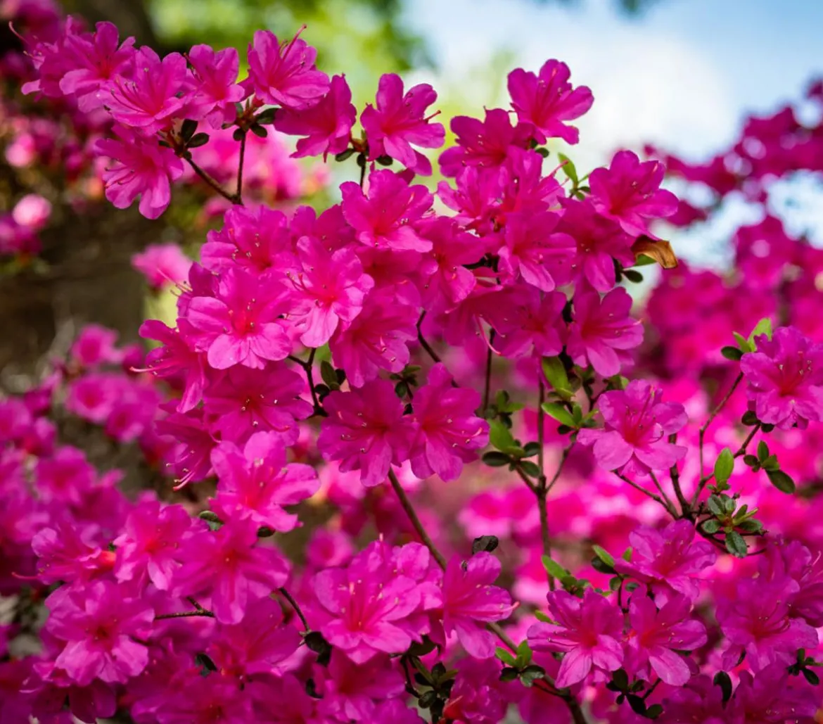 Japanische Azalee 'Anouk'