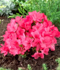 Japanische Azalee 'Anouk'