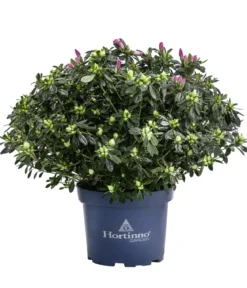Japanische Azalee 'Deluxe', Bicolor