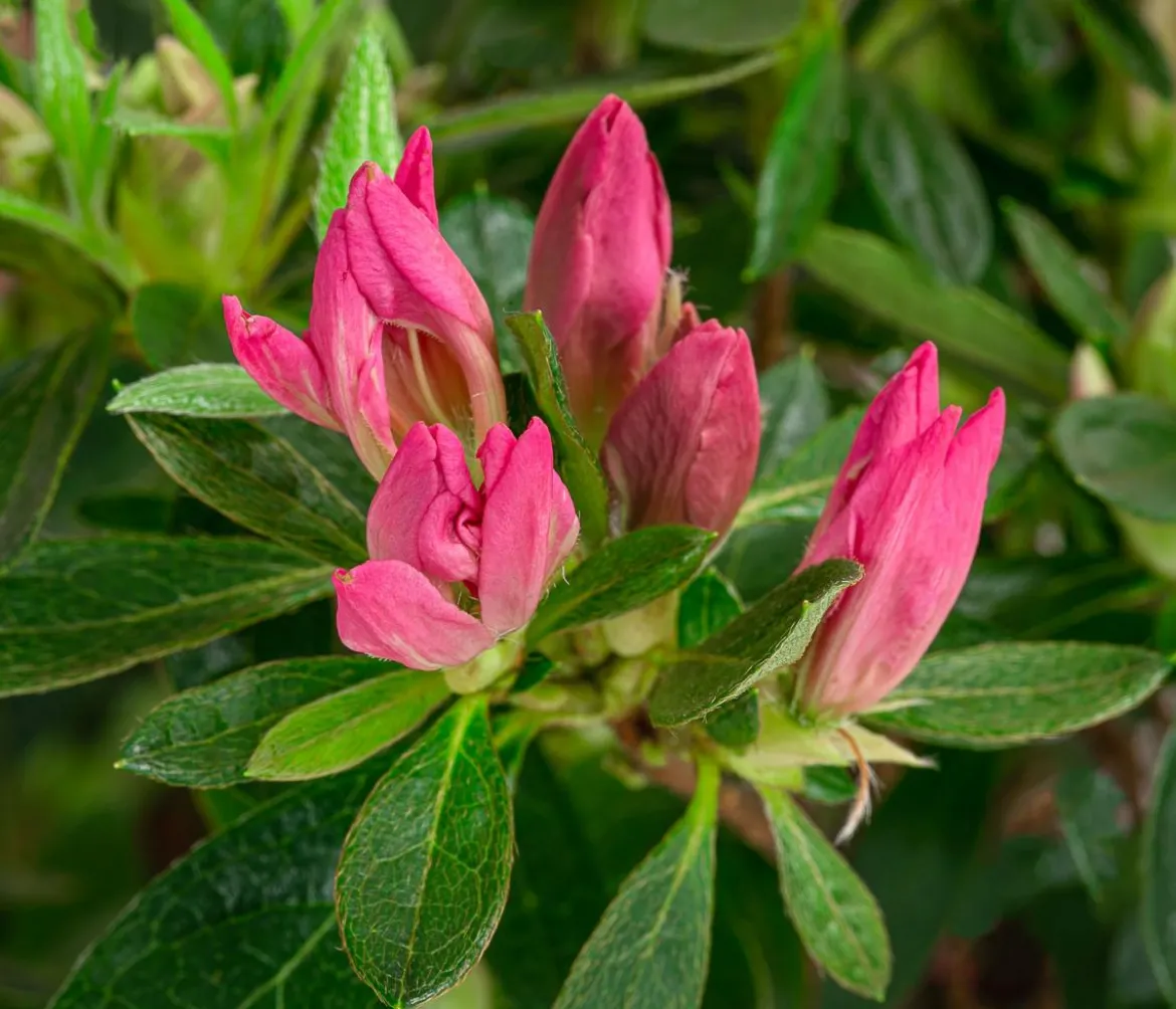 Japanische Azalee 'Pink Spider®'