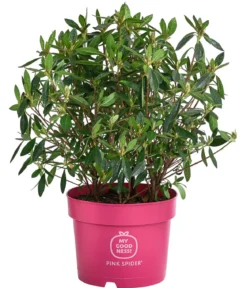 Japanische Azalee 'Pink Spider®'