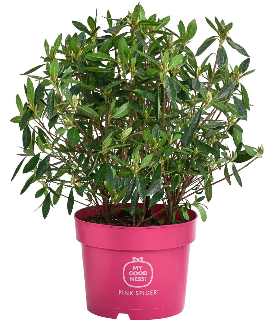 Japanische Azalee 'Pink Spider®'