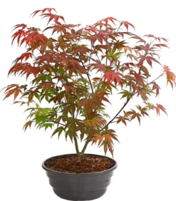 Japanischer Fächerahorn 'Atropurpureum'