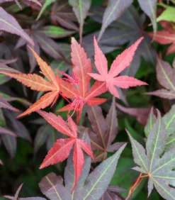 Japanischer Fächerahorn 'Atropurpureum'