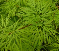 Japanischer Fächerahorn 'Emerald Lace'