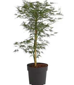 Japanischer Fächerahorn 'Emerald Lace'
