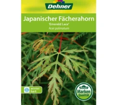 Japanischer Fächerahorn 'Emerald Lace'
