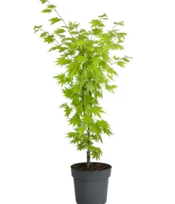 Japanischer Goldahorn 'Jordan'