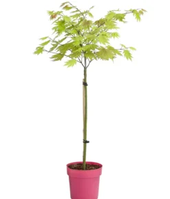 Japanischer Goldahorn 'Moonrise'