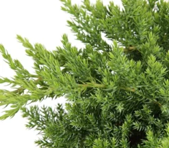Japanischer Kriech-Wacholder 'Nana'