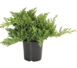 Japanischer Kriech-Wacholder 'Nana'