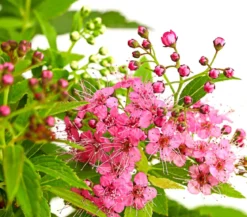 Japanischer Spierstrauch 'Genpei'