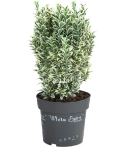 Japanischer Spindelstrauch 'White Spire'