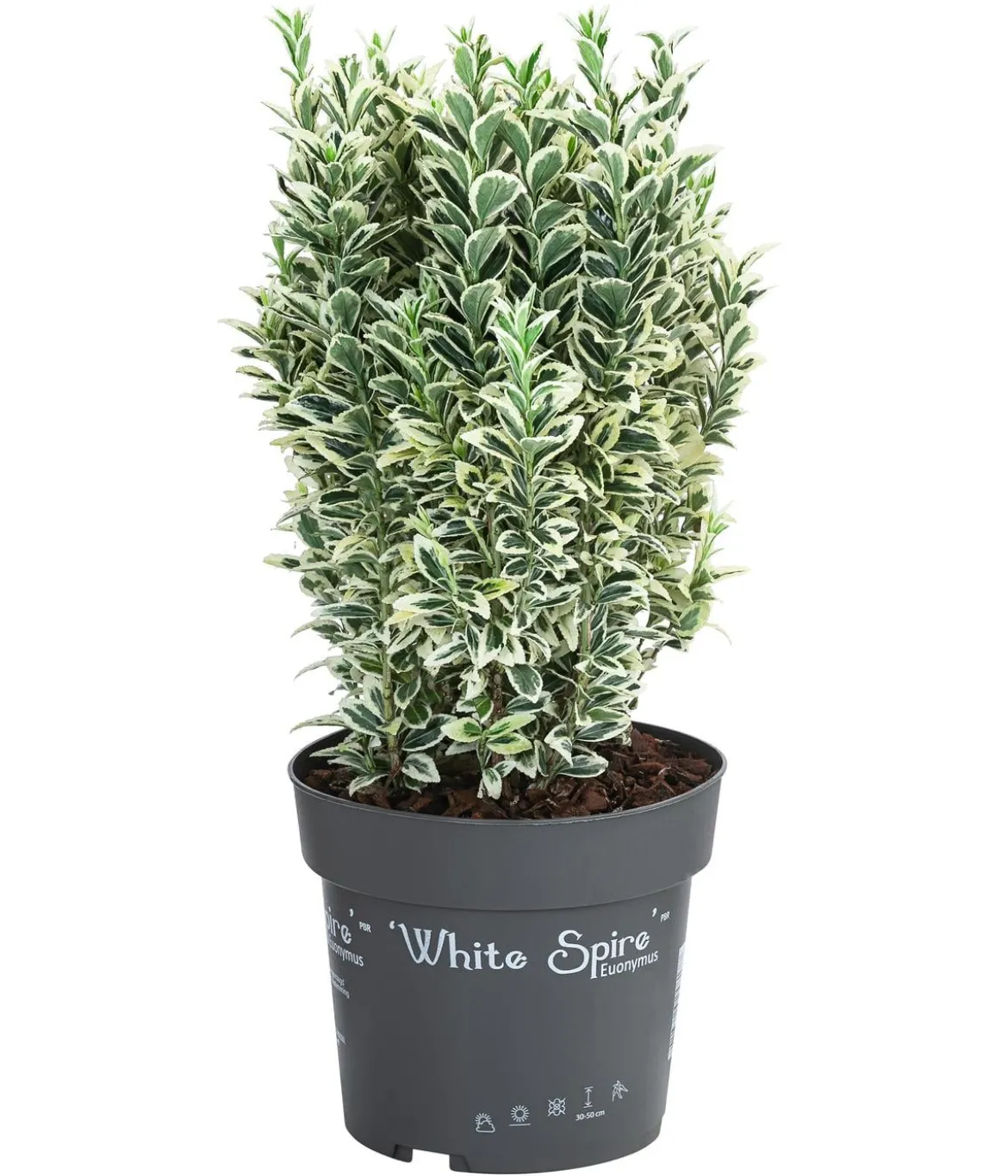 Japanischer Spindelstrauch 'White Spire'