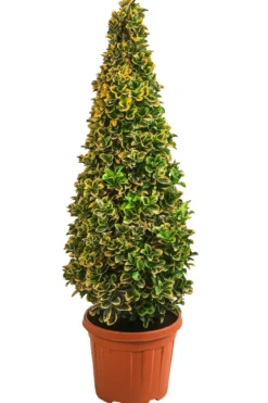 Japanischer Spindelstrauch 'Elegantissima Aurea', ca. 130-150 cm